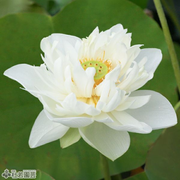 蓮、ハス】蘆山白蓮(ろざんびゃくれん)【大型種】 | 杜若園芸WEB