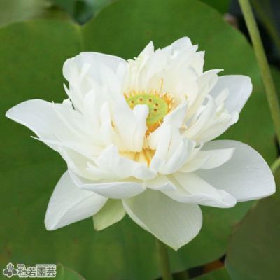 白花 品種はこちら 株式会社 杜若園芸 水草の生産販売 通販ショップ 白花 品種はこちら 株式会社 杜若園芸 水草の生産販売 通販ショップ