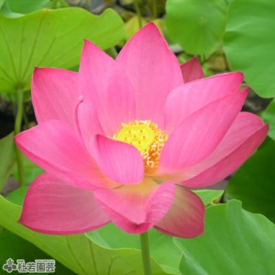 5袋までメール便対応】蓮たねものがたり-羊城碗蓮（ようじょうわんれん