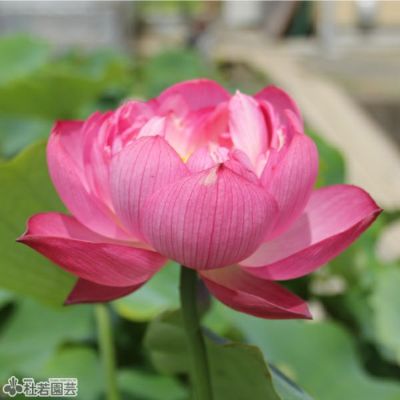 蓮、ハス】桜蓮(おうれん)【中・大型種】 | 杜若園芸WEBショップ｜水草