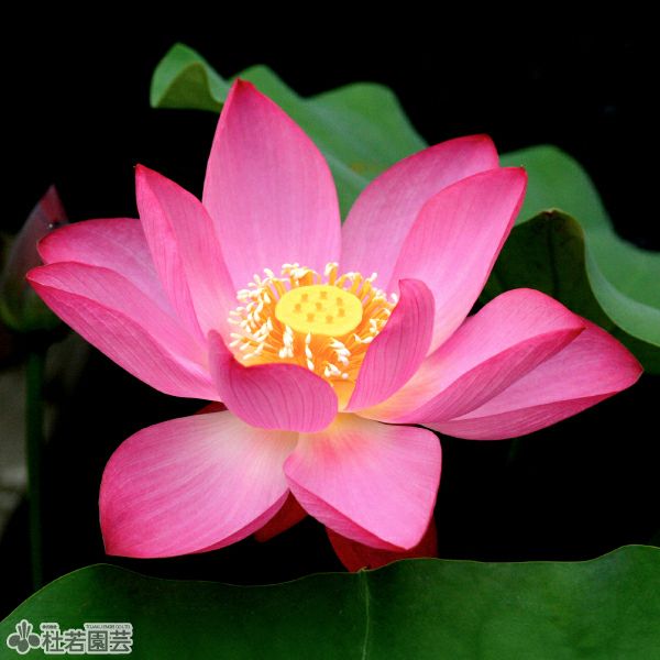 000000000605-01-l.jpg?t=