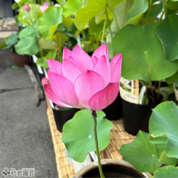 蓮、ハス】青菱紅蓮（せいりょうこうれん）【中・大型種】 | 杜若園芸