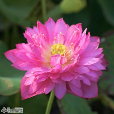 小型蓮のモダン高級陶器鉢セット | 杜若園芸WEBショップ｜水草の