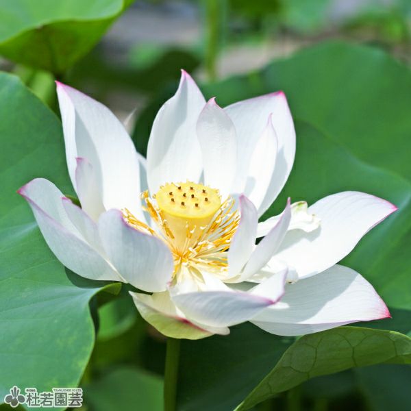 蓮、ハス】寒江獨釣（かんこうどくちょう）【中・大型種】 | 杜若園芸