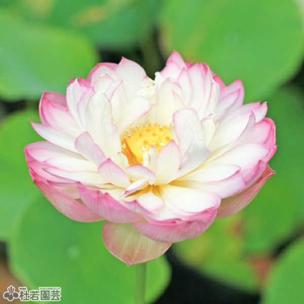 蓮、ハス】緋雲千葉（はいうんせんよう）【大型種】 | 杜若園芸WEB