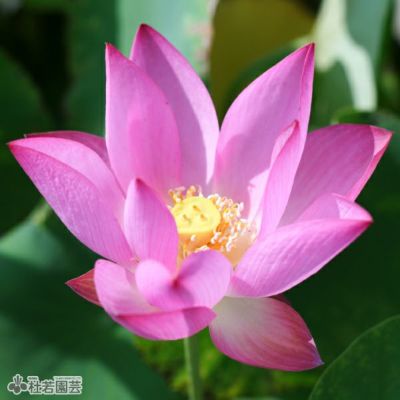 蓮、ハス】爪紅茶碗蓮(つまべにちゃわんばす)【小型種】 | 杜若園芸WEB