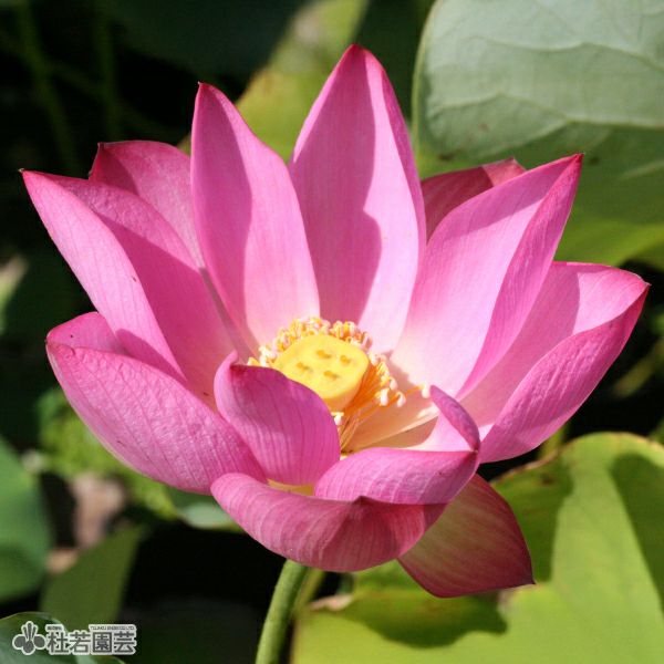 蓮、ハス】愛蓮紅（あいれんこう）【小型種】 | 杜若園芸WEBショップ