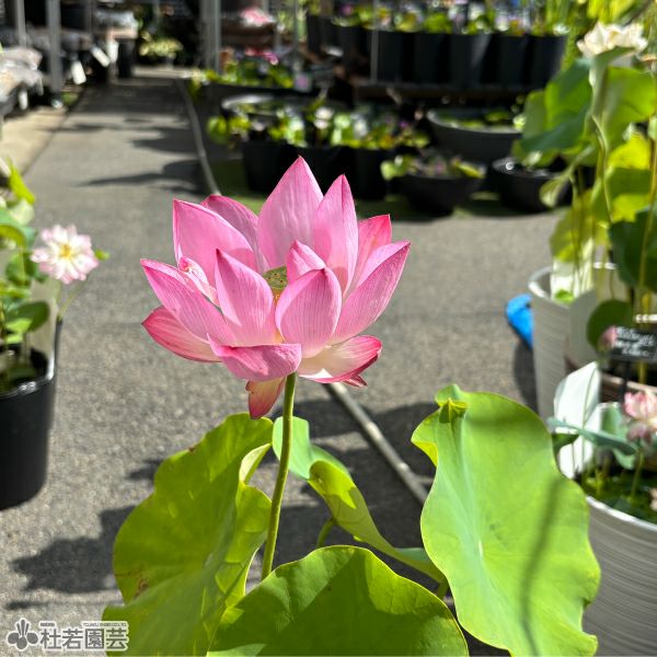 蓮、ハス】愛蓮紅（あいれんこう）【小型種】 | 杜若園芸WEBショップ