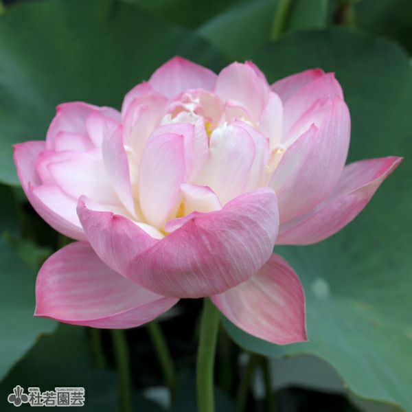 スイレン】 タンクワン(温帯睡蓮) 19cmカゴ | 杜若園芸WEBショップ