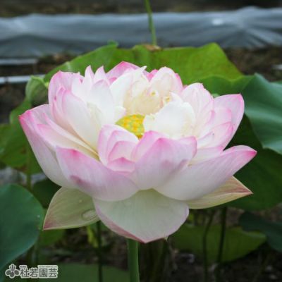 ★ますちゃんです★ 人気の蓮２個セット３作品♡ お手入れ不要の造花♬ Amazon｜Garneck 1セット 人工蓮の花 茎付き 蓮の葉 2個 蓮の葉
