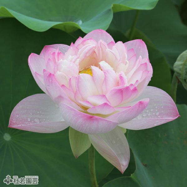 蓮、ハス】夢幻（むげん）【小型種】 | 杜若園芸WEBショップ｜水草の