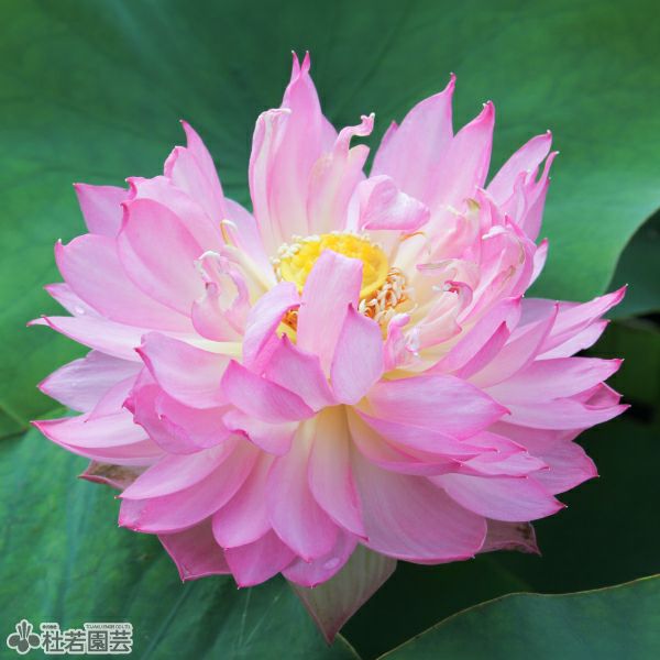 外装塗装　睡蓮花 蓮、ハス】披針粉（ひしんふん）【中型種】 | 杜若園芸WEBショップ