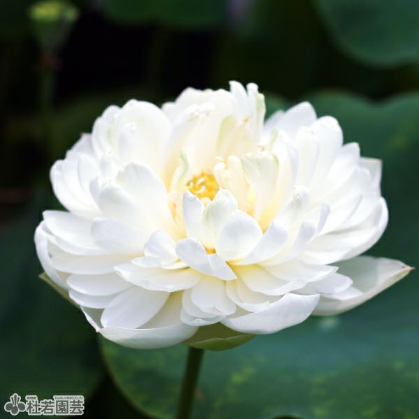 000000000633-01-l.jpg?t=