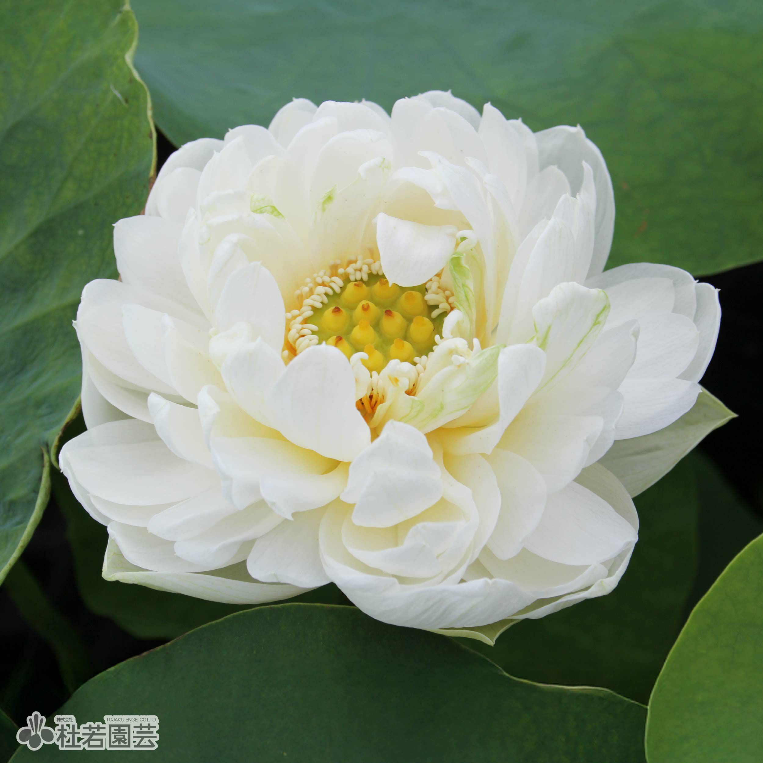 蓮、ハス】賽佛座(さいぶつざ)【中・大型種】 | 杜若園芸WEBショップ