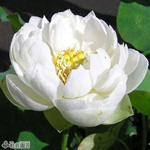 南蛮焼締　蓮葉形　蓮花蛙象嵌　掛け花生　合せ箱付　V　R7084 南蛮焼締 蓮葉形 蓮花蛙象嵌 掛け花生 合せ箱付 V R7084 （花立