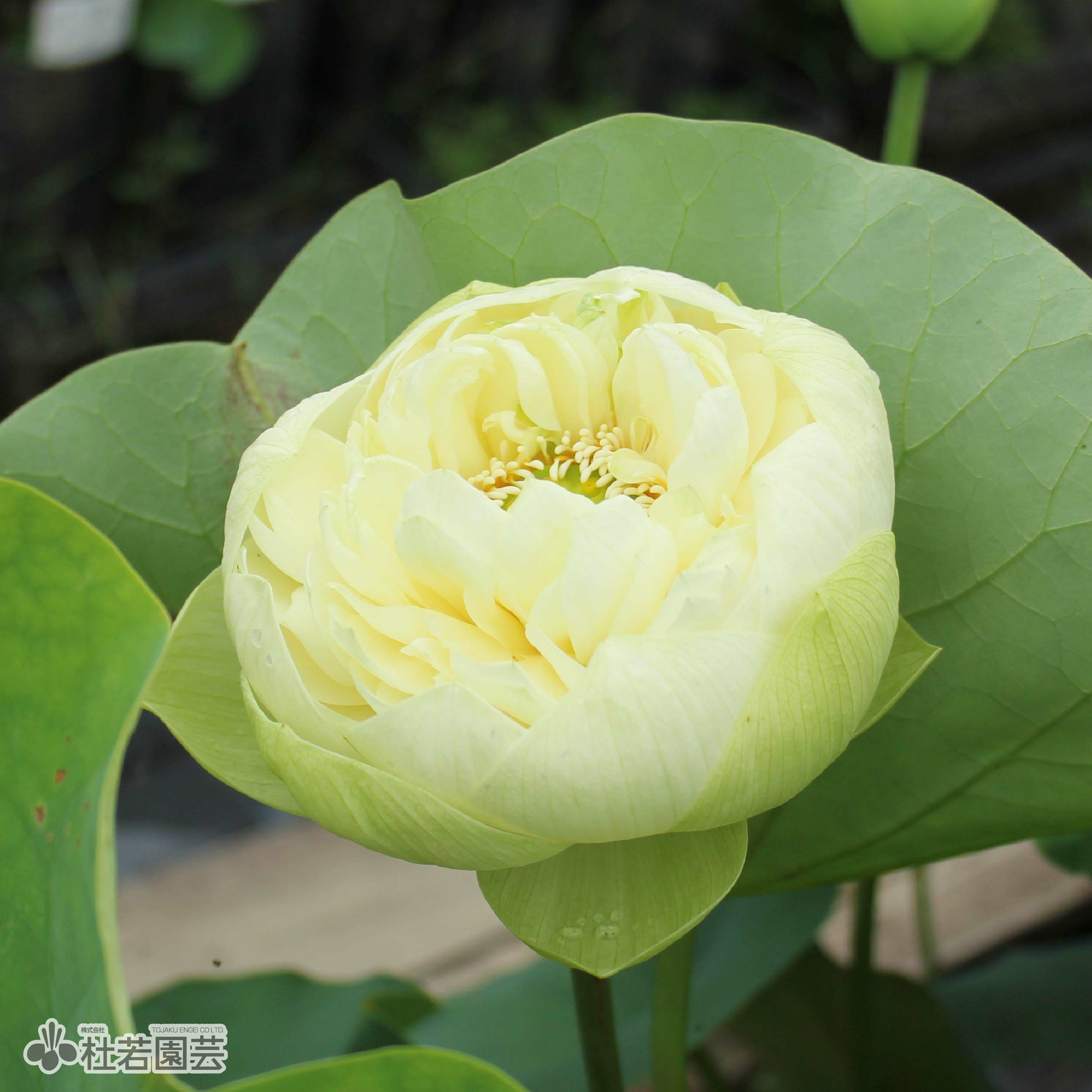 ハスの色】黄色系 | 杜若園芸WEBショップ｜水草の生産販売【通販ショップ】