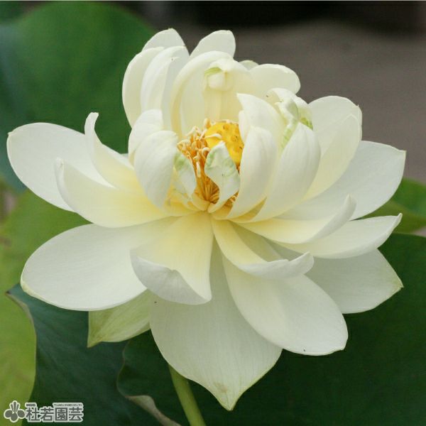 蓮、ハス】黄帥（こうすい）【中・大型種】 | 杜若園芸WEBショップ