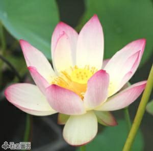 蓮、ハス】 蝶戀花（ちょうれんか）【中・大型種】 | 杜若園芸WEB