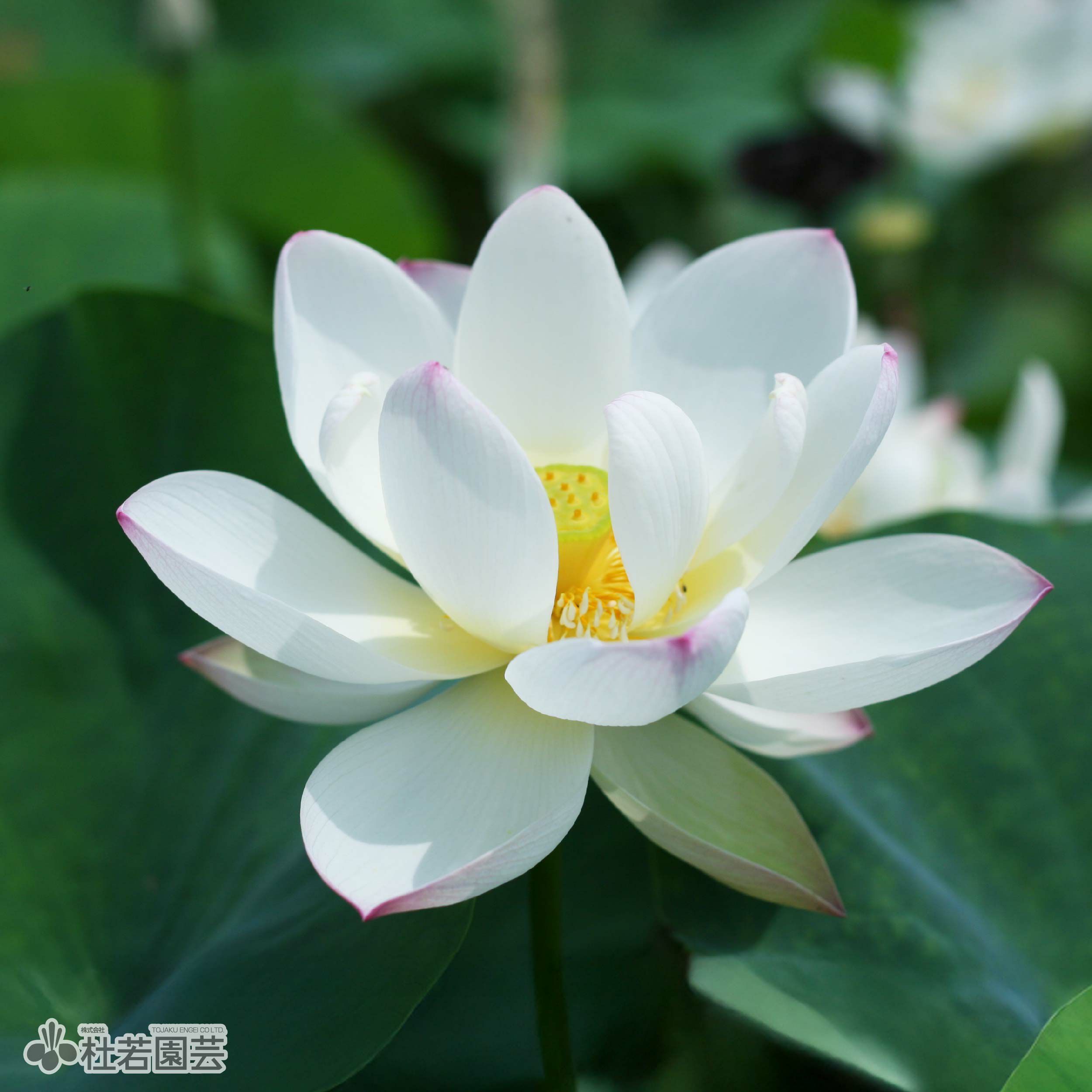 蓮、ハス】酔妃蓮(すいひれん)【大型種】 | 杜若園芸WEBショップ｜水草