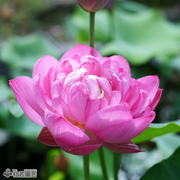 蓮、ハス】羊城碗蓮（ようじょうわんれん）【小型種】 | 杜若園芸WEB