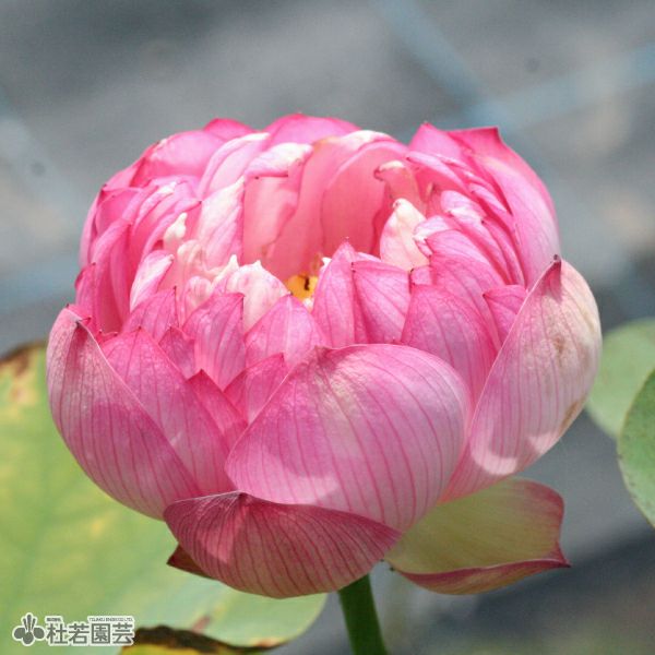 外装塗装　睡蓮花 6d0a8819-cc17-42aa-90ad-