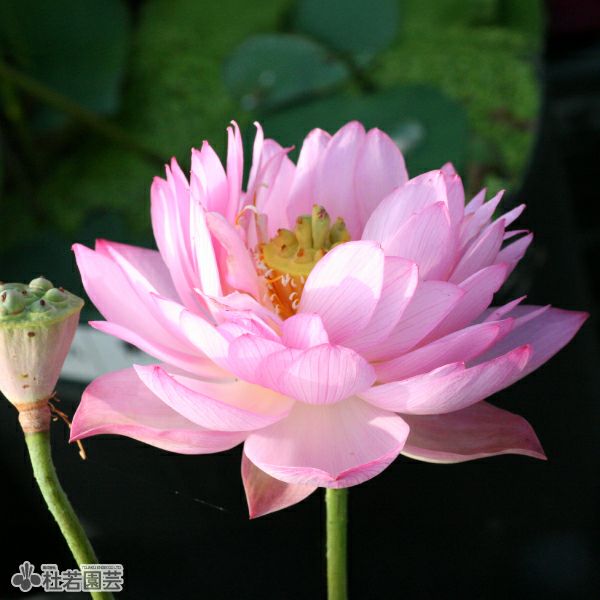 蓮、ハス】青蓮姑娘（せいれんくうにゃん）【小型種】 | 杜若園芸WEB