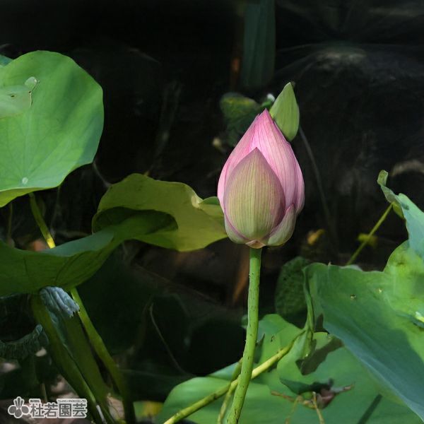 蓮、ハス】青蓮姑娘（せいれんくうにゃん）【小型種】 | 杜若園芸WEB