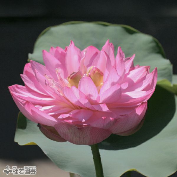 花のサイズ】小型品種・椀蓮 | 杜若園芸WEBショップ｜水草の生産販売