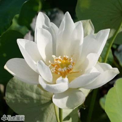 南蛮焼締　蓮葉形　蓮花蛙象嵌　掛け花生　合せ箱付　V　R7084 Zhongwang Scallion Petite Pate Frite Twist (112g) ｜ 大统华