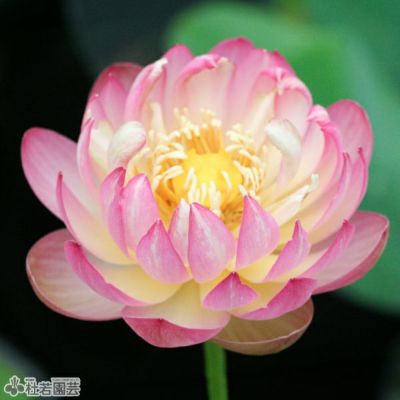 ★ますちゃんです★ 人気の蓮２個セット３作品♡ お手入れ不要の造花♬ 新型 ほのか華 1号 蓮 対 | お仏壇のはせがわ公式通販