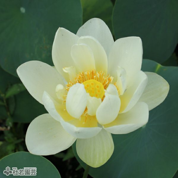 ハスの色】黄色系 | 杜若園芸WEBショップ｜水草の生産販売【通販ショップ】