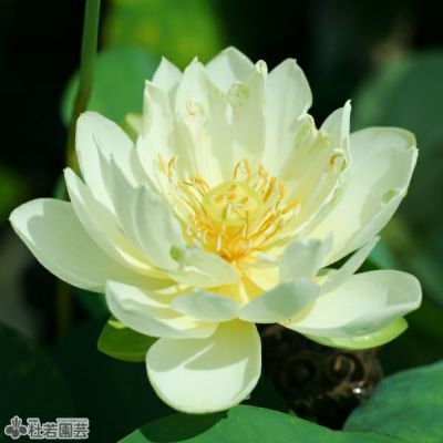 白花 品種はこちら 株式会社 杜若園芸 水草の生産販売 通販ショップ 白花 品種はこちら 株式会社 杜若園芸 水草の生産販売 通販ショップ