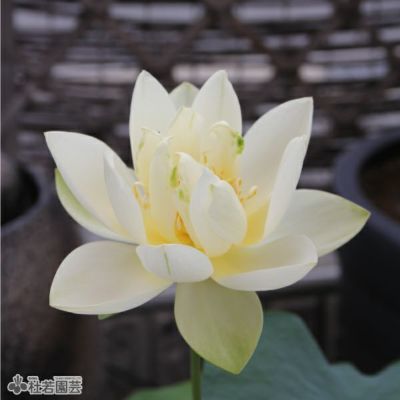 小紅盞 種蓮根苗 4,400円 / 鉢植苗 6,600円 | 花ハスの専門店