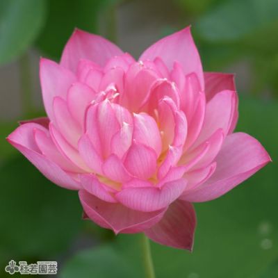 ハス 蓮 はすの通販（販売） | 杜若園芸WEBショップ｜水草の生産