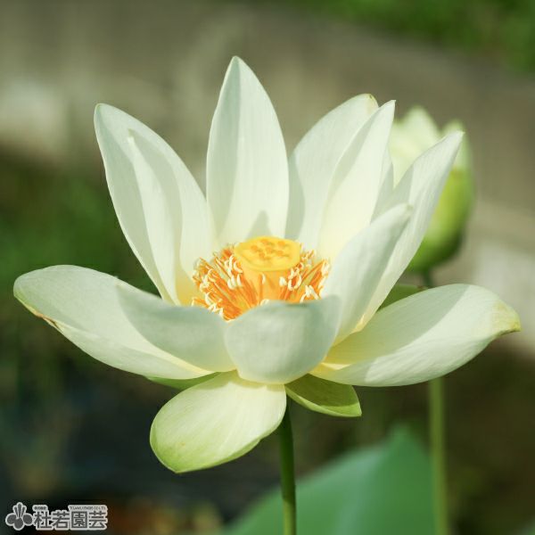 蓮、ハス】 緑宝石(りょくほうせき)【中・大型種】 | 杜若園芸WEB