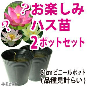 ☆ひぃさまご確認用☆ 蓮苗 美しく