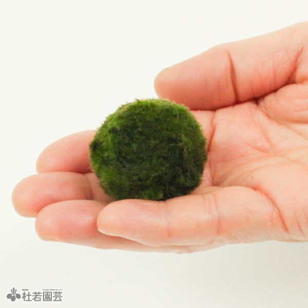 マリモ マリンブランド＜muta MARINE＞コラボモデルが登場 | EDOX日本公式サイト