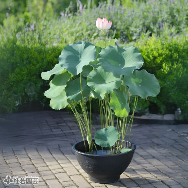 ハス絵柄入りプラ製水鉢LL | 杜若園芸WEBショップ｜水草の生産販売