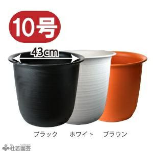 【蓮、ハス】楚天祥伝(そてんしょうでん)【中型種】 | 杜若園芸WEBショップ｜水草の生産販売【通販ショップ】