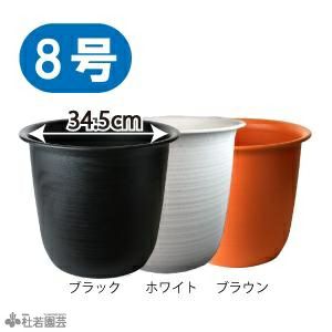 蓮、ハス】楚天祥伝(そてんしょうでん)【中型種】 | 杜若園芸WEBショップ｜水草の生産販売【通販ショップ】