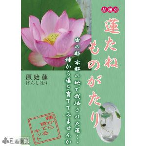 花蓮様　確認ページ 夜の植物園♪ | 開花情報 | 神奈川県立大船フラワーセンター