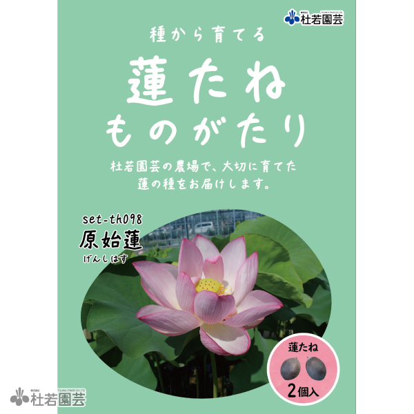 原始蓮（げんしはす）