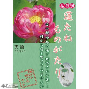 5袋までメール便対応 蓮たねものがたり 天驕 てんきょう B 13 中 大型種 株式会社 杜若園芸 水草の生産販売 通販ショップ