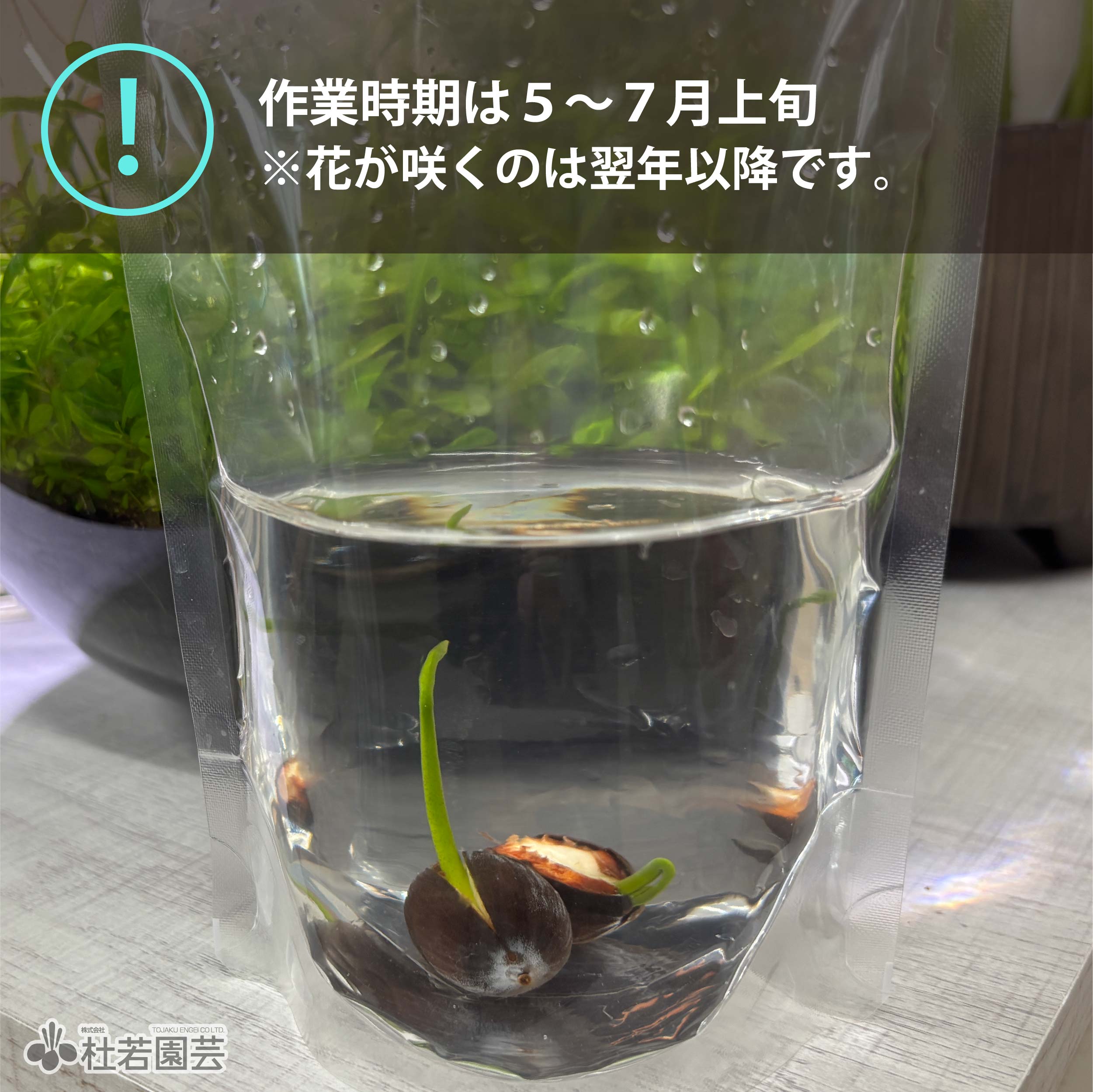 天驕（てんきょう）