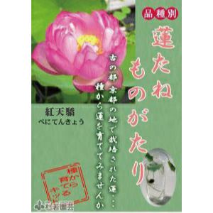 レア品種ハス インド蓮の種４個の出品です 来年発芽用 今月末迄セール Amazon.co.jp: ミニハスの種 茶碗蓮 ハスの種 屋内外植付け可能 お得な