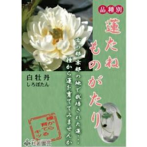 5袋までメール便対応 蓮たねものがたり 白牡丹 しろぼたん 中 大型種 株式会社 杜若園芸 水草の生産販売 通販ショップ 5袋までメール便対応 蓮たねものがたり 白牡丹 しろぼたん 中 大型種 株式会社 杜若園芸 水草の生産販売 通販ショップ