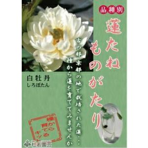 5袋までメール便対応 蓮たねものがたり 白牡丹 しろぼたん 中 大型種 株式会社 杜若園芸 水草の生産販売 通販ショップ