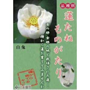 ハスの種 1000粒（200個✖️5袋）、100個訳あり品（キズ、汚れ等）おまけ付 ハスの種 1000個（200個✖️5袋） 訳あり100個おまけ付き - メルカリ