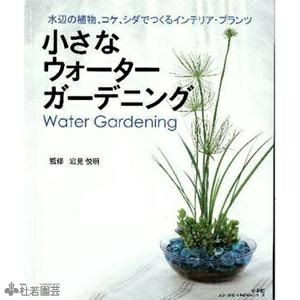 水生植物】 オオオニバスの種 ５粒入り | 杜若園芸WEBショップ｜水草の生産販売【通販ショップ】