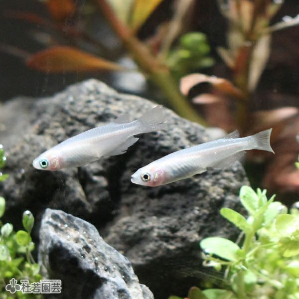 初めてのメダカの飼い方 育て方 株式会社 杜若園芸 水草の生産販売 通販ショップ